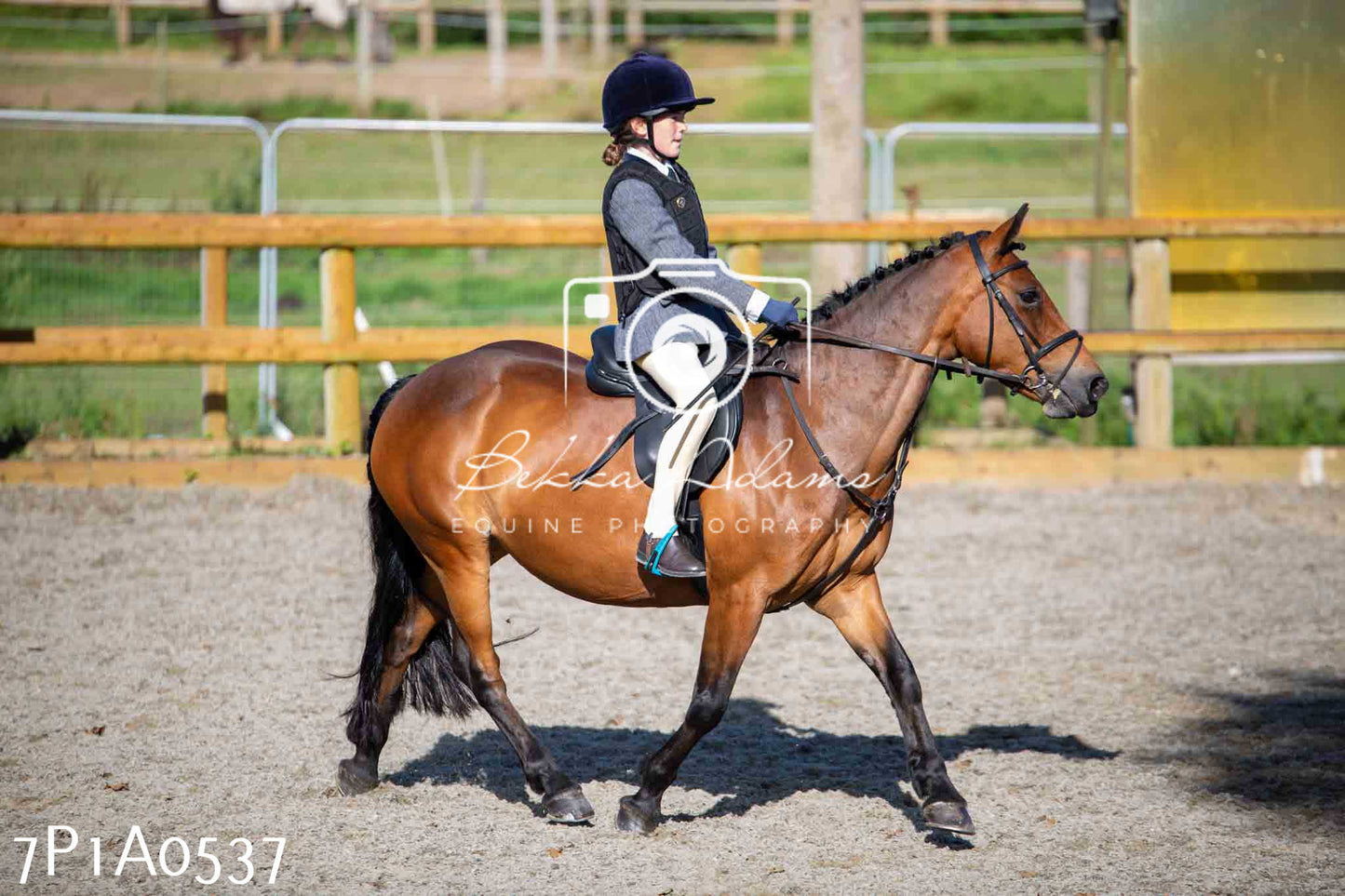 Home Farm Annual Show - Working Hunter 19th August 2023