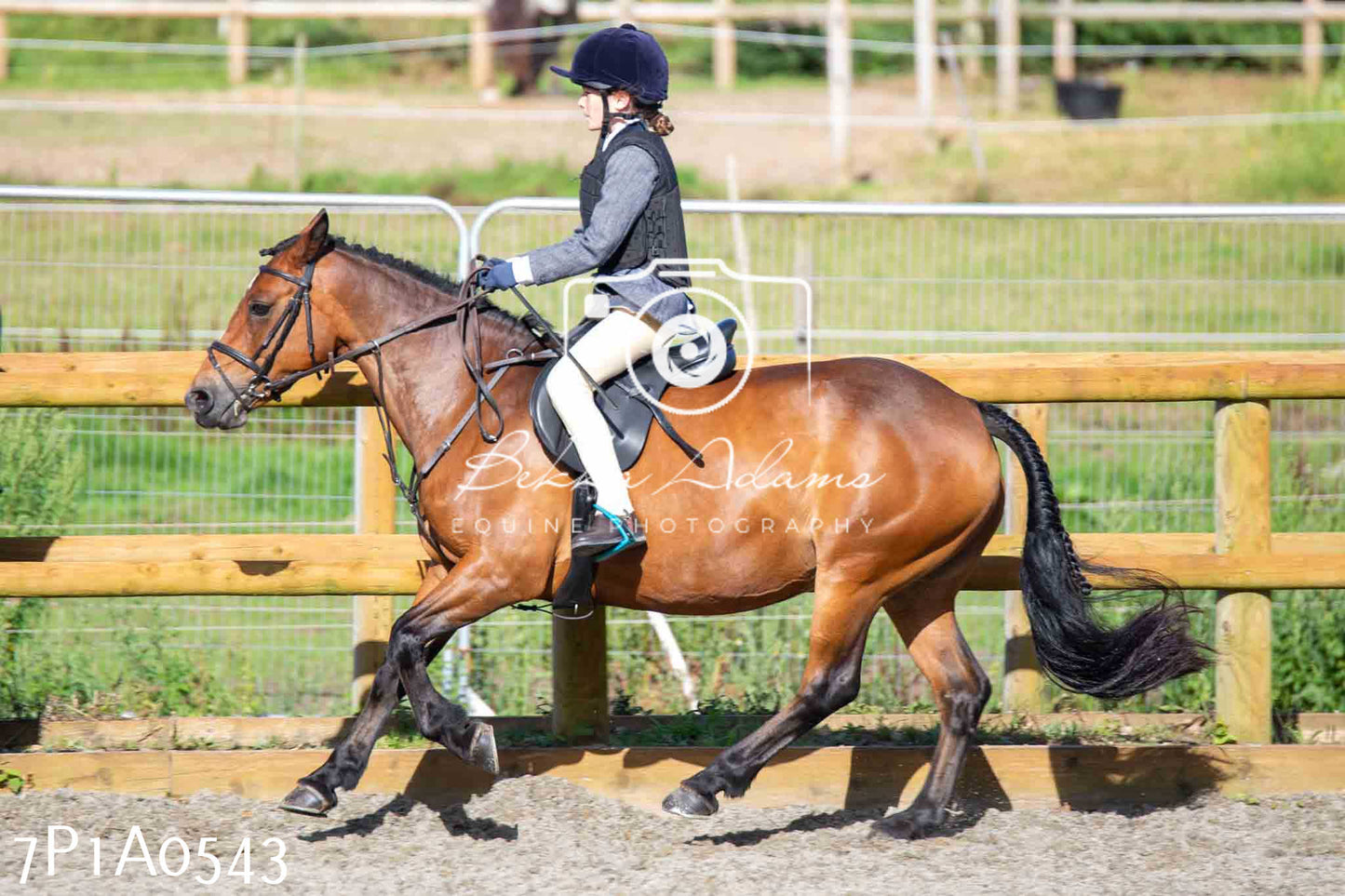 Home Farm Annual Show - Working Hunter 19th August 2023