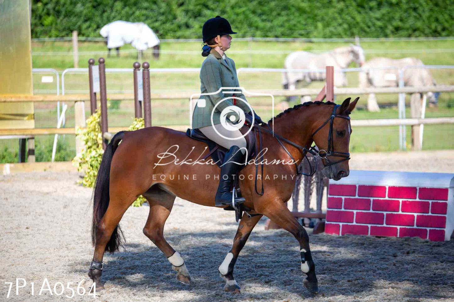 Home Farm Annual Show - Working Hunter 19th August 2023