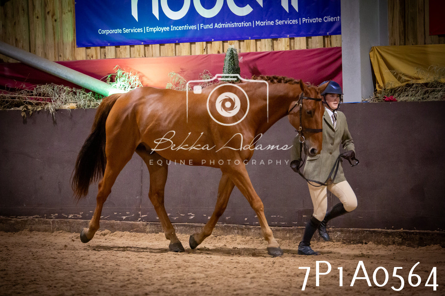 JHOYS 2025 - In hand Showing - 27th September pt2