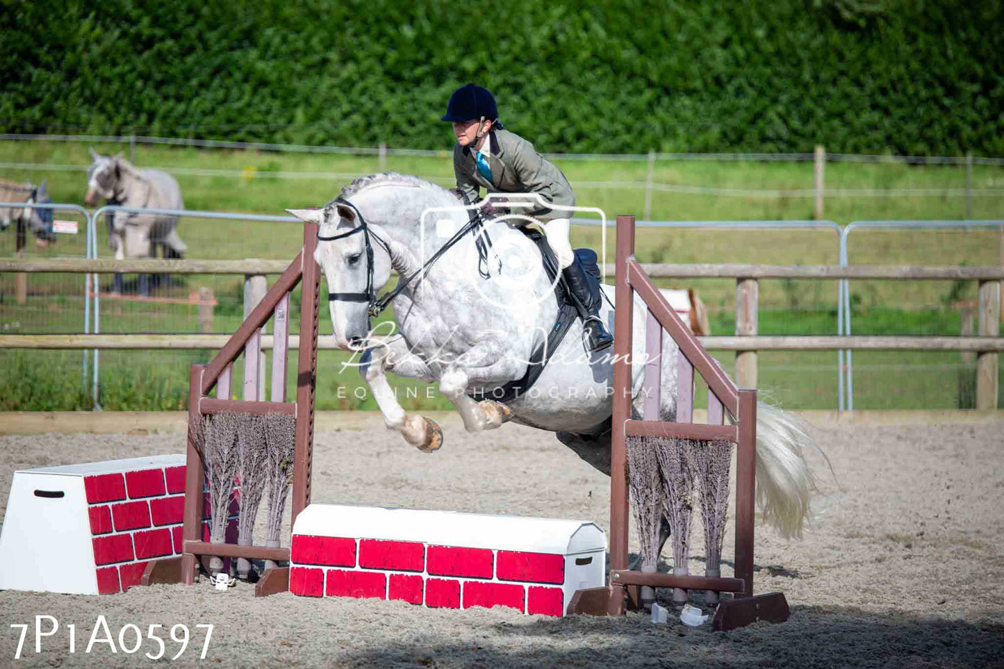 Home Farm Annual Show - Working Hunter 19th August 2023