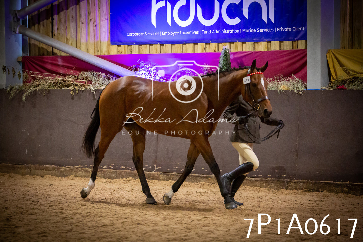 JHOYS 2025 - In hand Showing - 27th September pt2