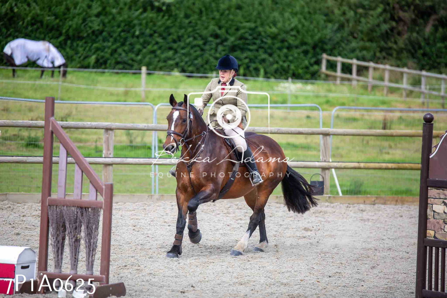 Home Farm Annual Show - Working Hunter 19th August 2023