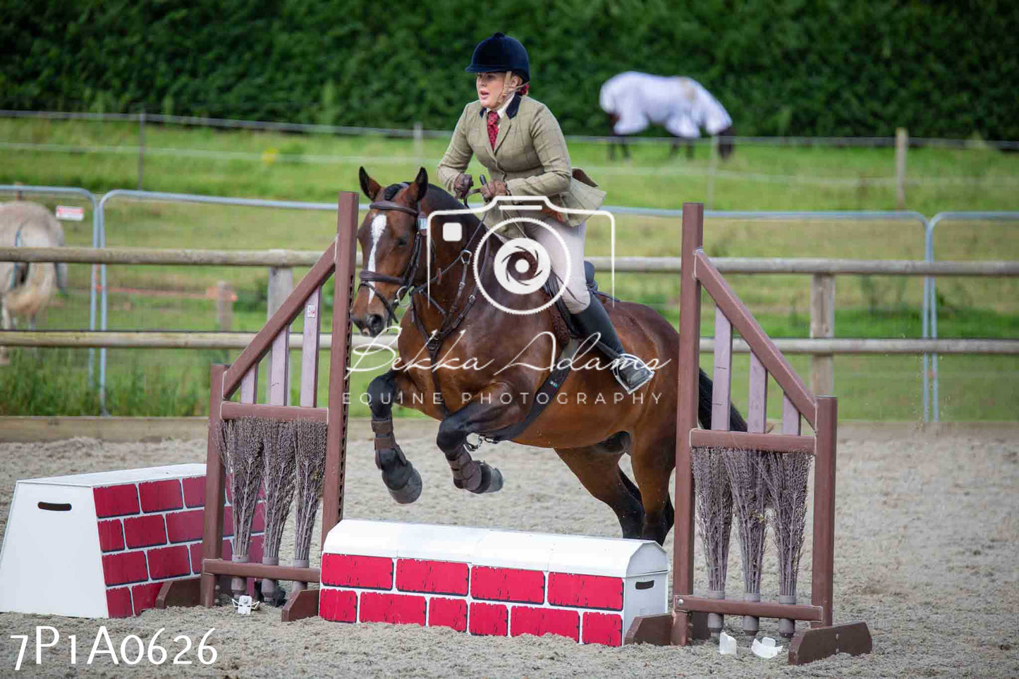 Home Farm Annual Show - Working Hunter 19th August 2023