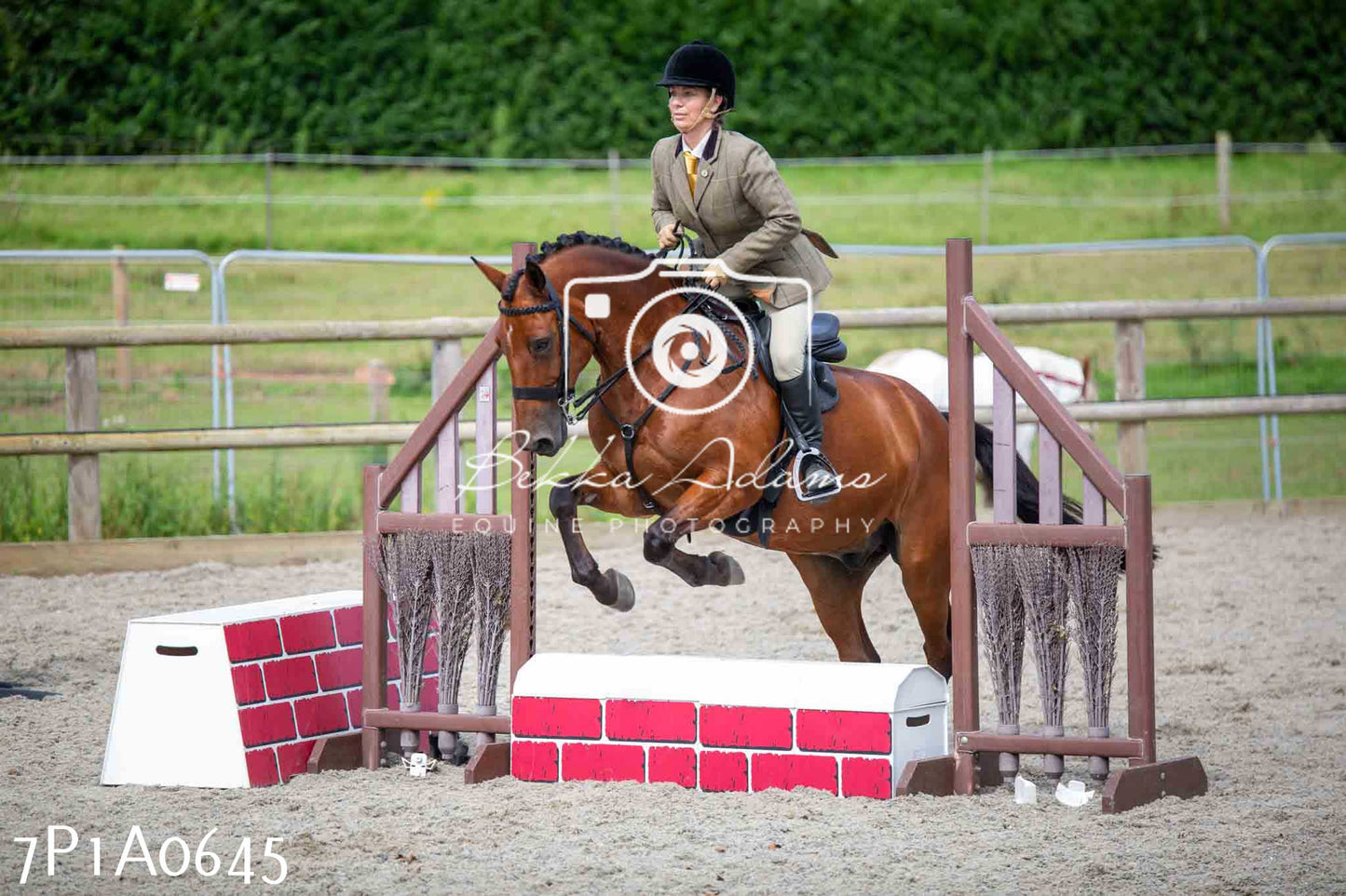 Home Farm Annual Show - Working Hunter 19th August 2023