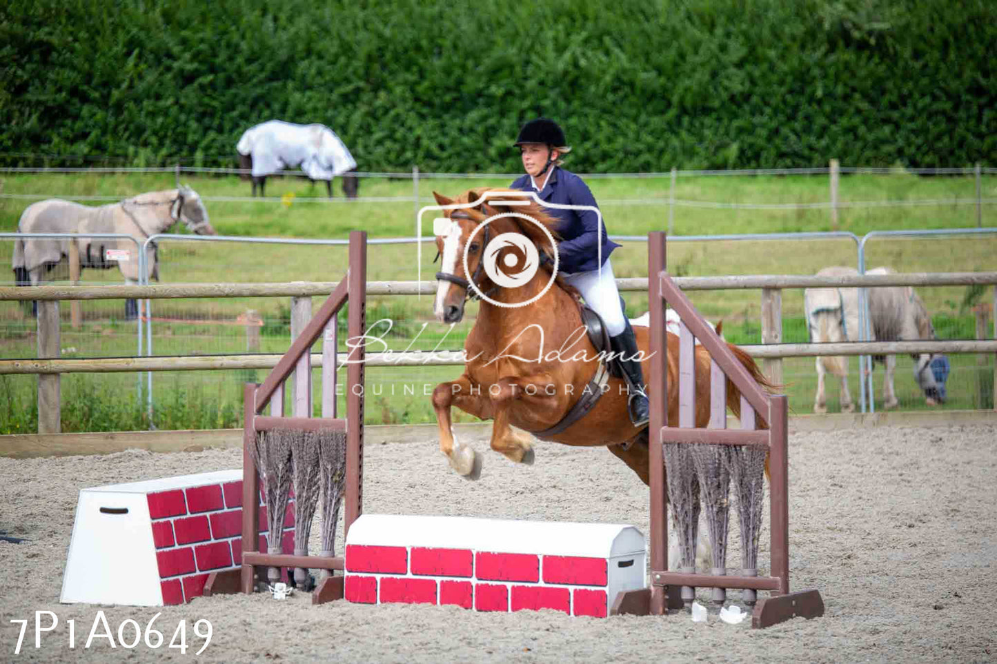 Home Farm Annual Show - Working Hunter 19th August 2023