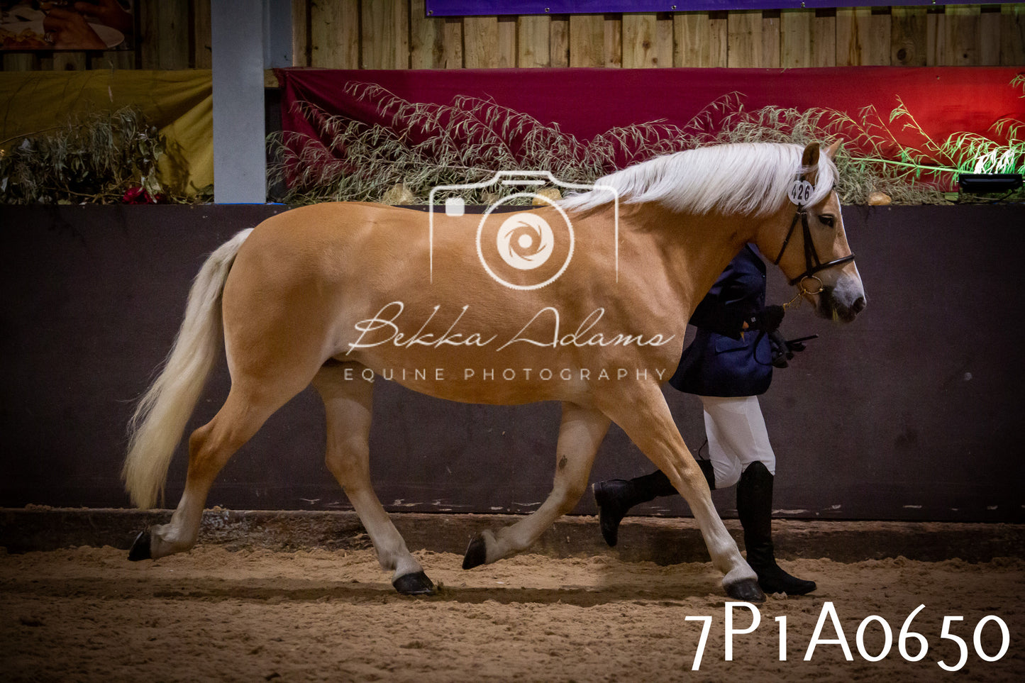 JHOYS 2025 - In hand Showing - 27th September pt2