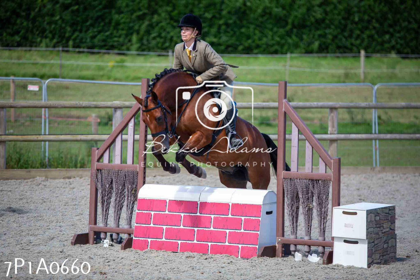 Home Farm Annual Show - Working Hunter 19th August 2023