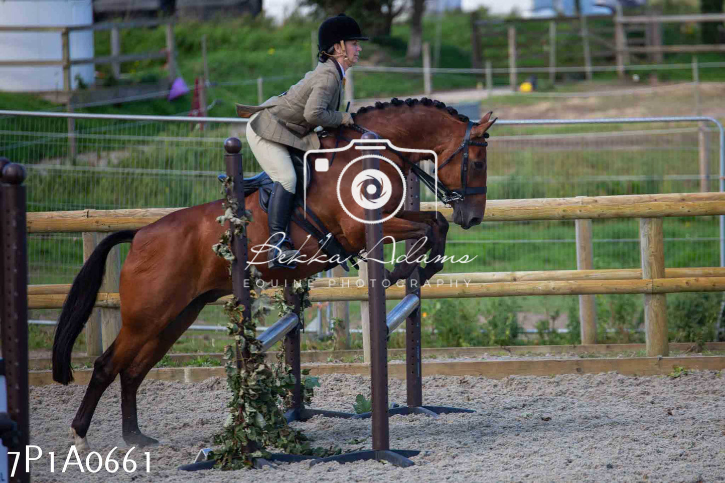 Home Farm Annual Show - Working Hunter 19th August 2023