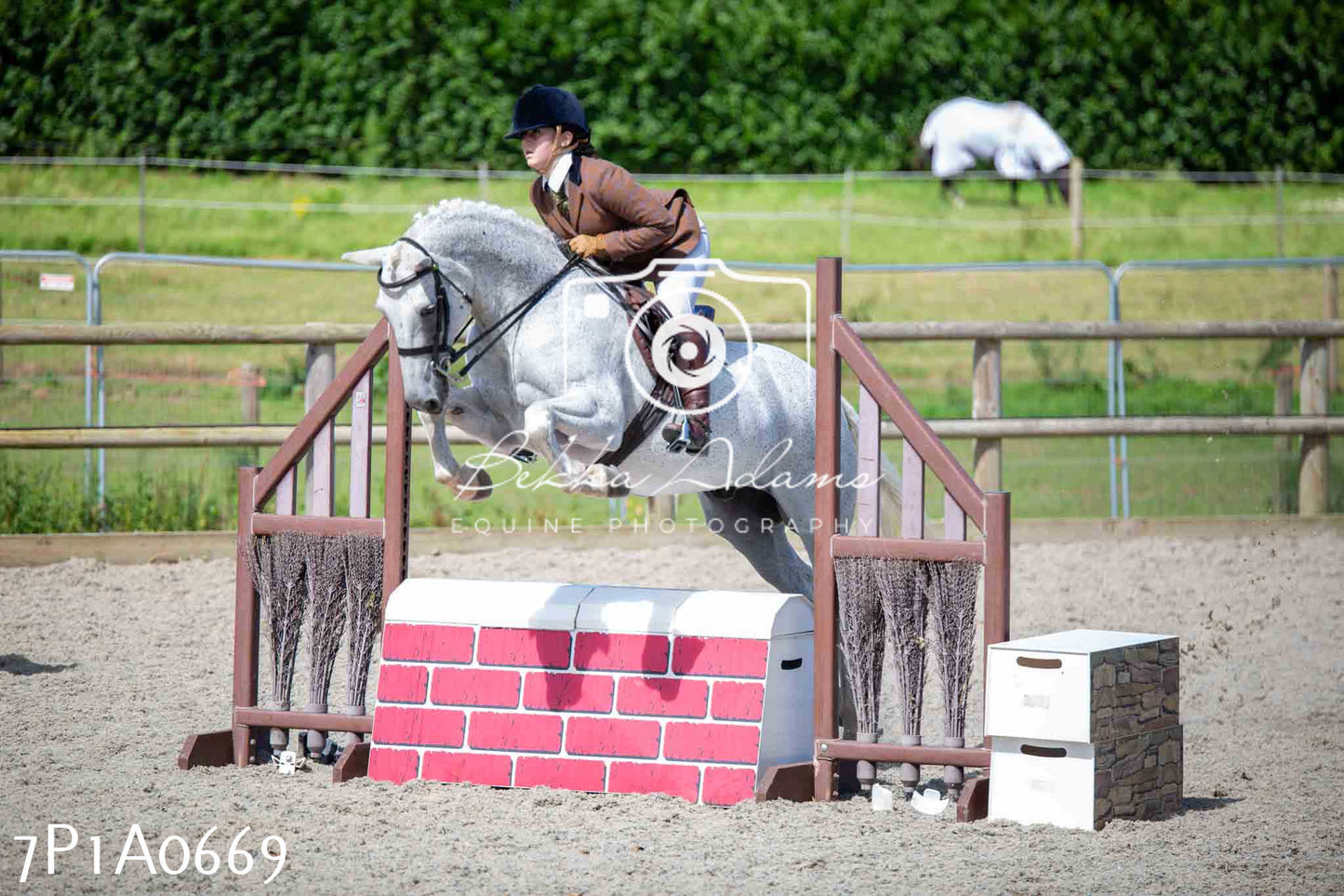 Home Farm Annual Show - Working Hunter 19th August 2023