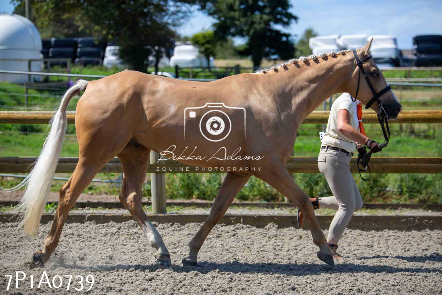 Home Farm Annual Show - Inhand Showing 19th August 2023