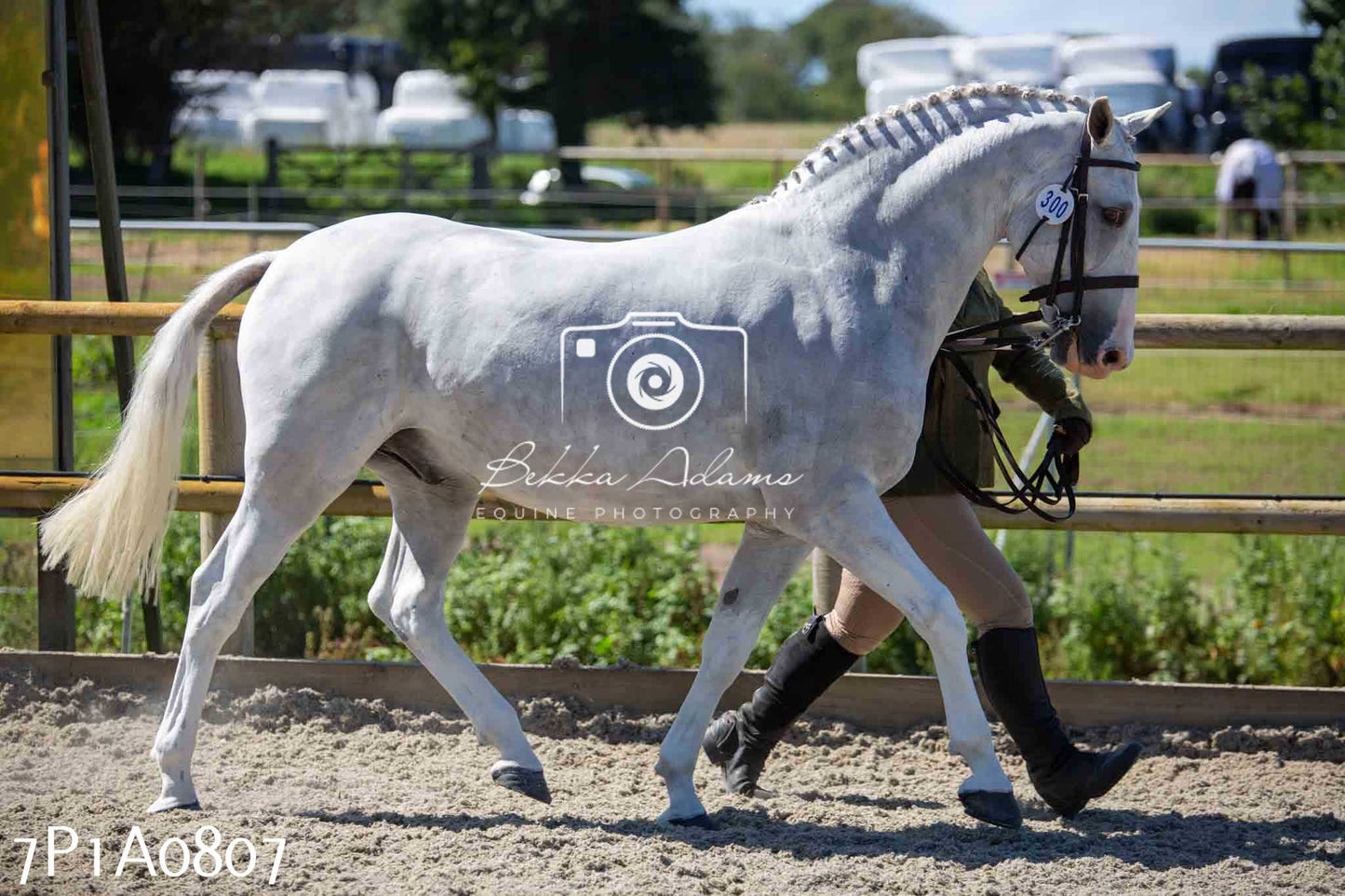 Home Farm Annual Show - Inhand Showing 19th August 2023