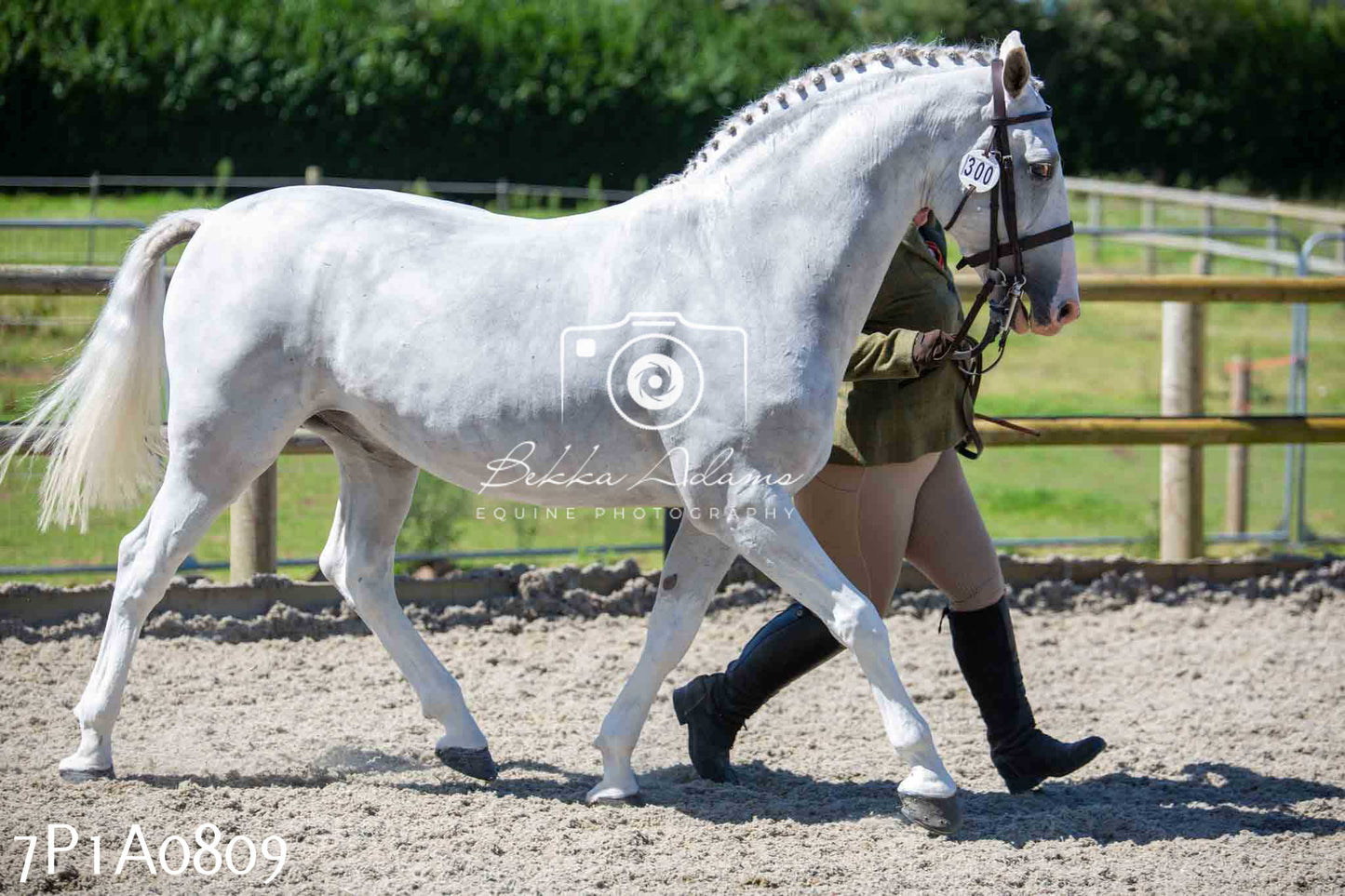 Home Farm Annual Show - Inhand Showing 19th August 2023