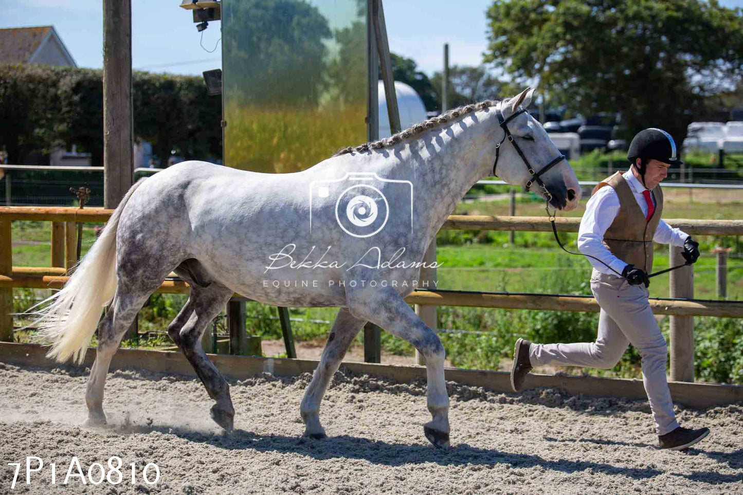 Home Farm Annual Show - Inhand Showing 19th August 2023