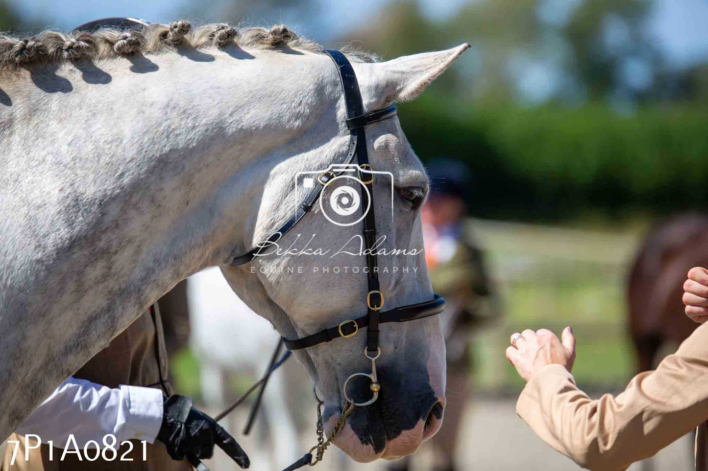 Home Farm Annual Show - Inhand Showing 19th August 2023