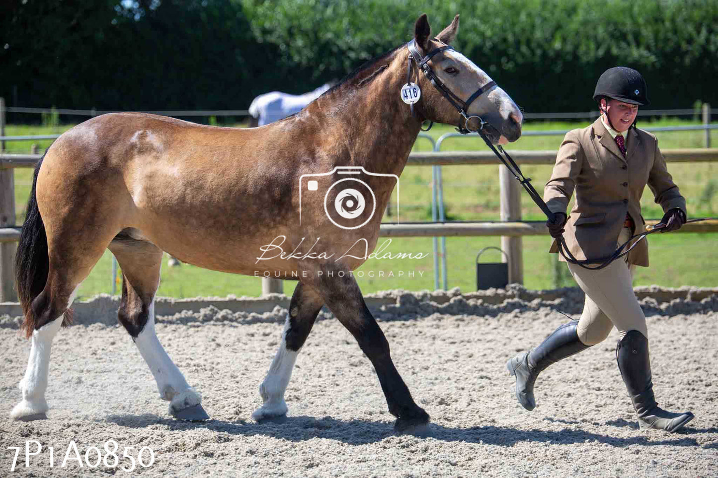 Home Farm Annual Show - Inhand Showing 19th August 2023