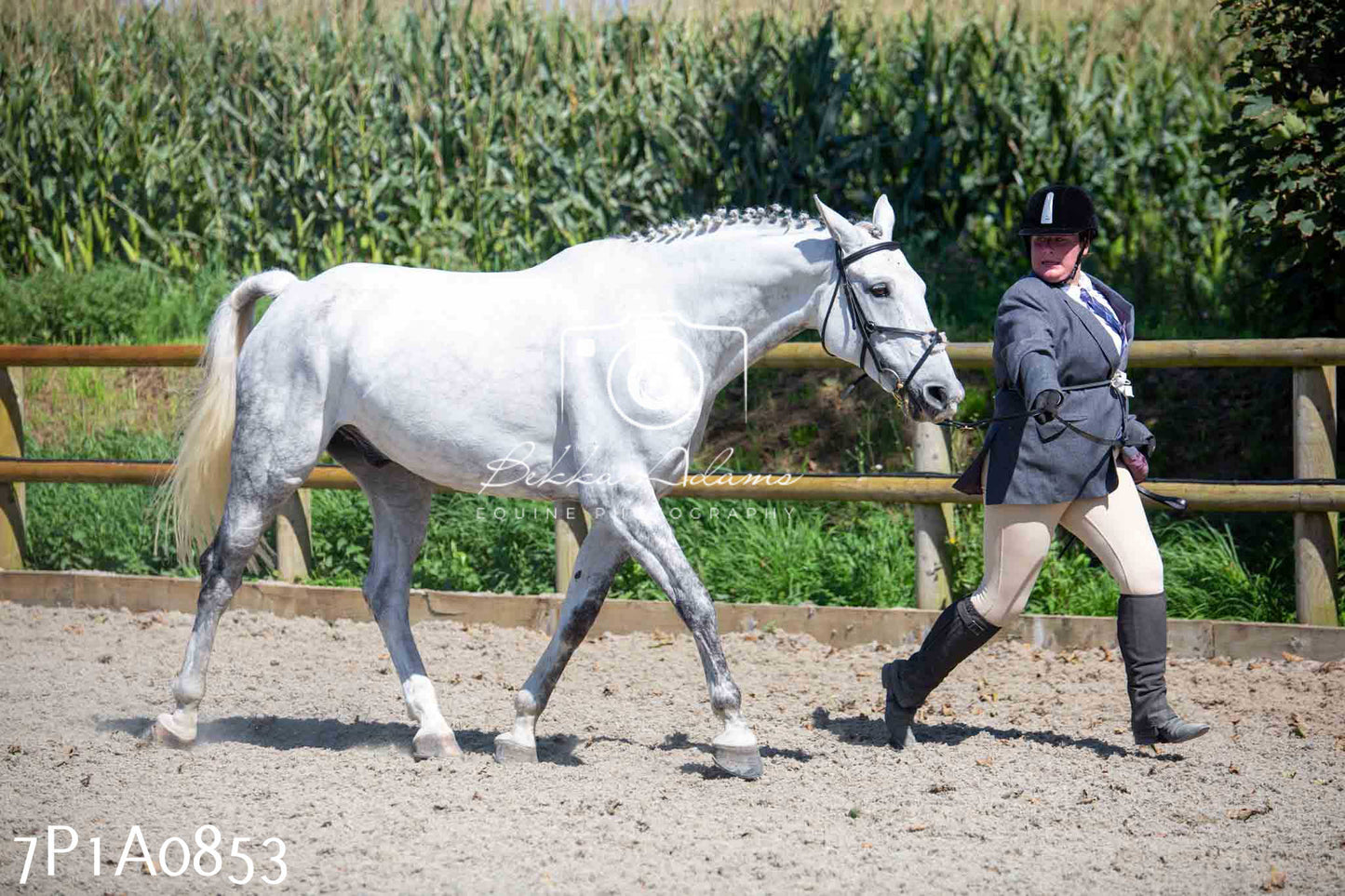 Home Farm Annual Show - Inhand Showing 19th August 2023