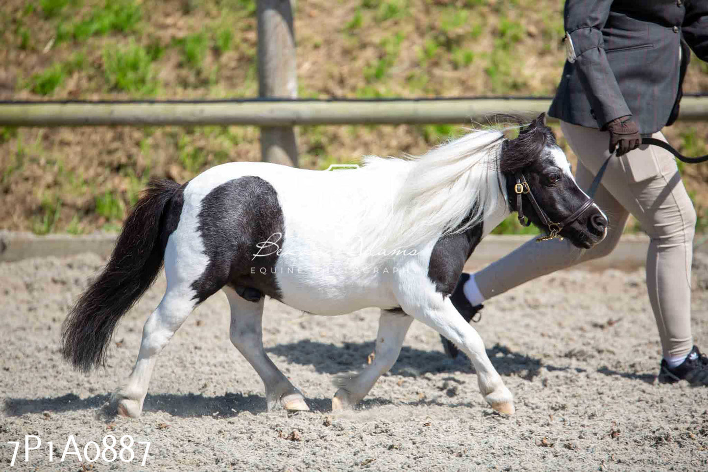 Home Farm Annual Show - Inhand Showing 19th August 2023