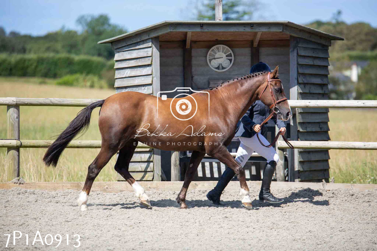 Home Farm Annual Show - Inhand Showing 19th August 2023