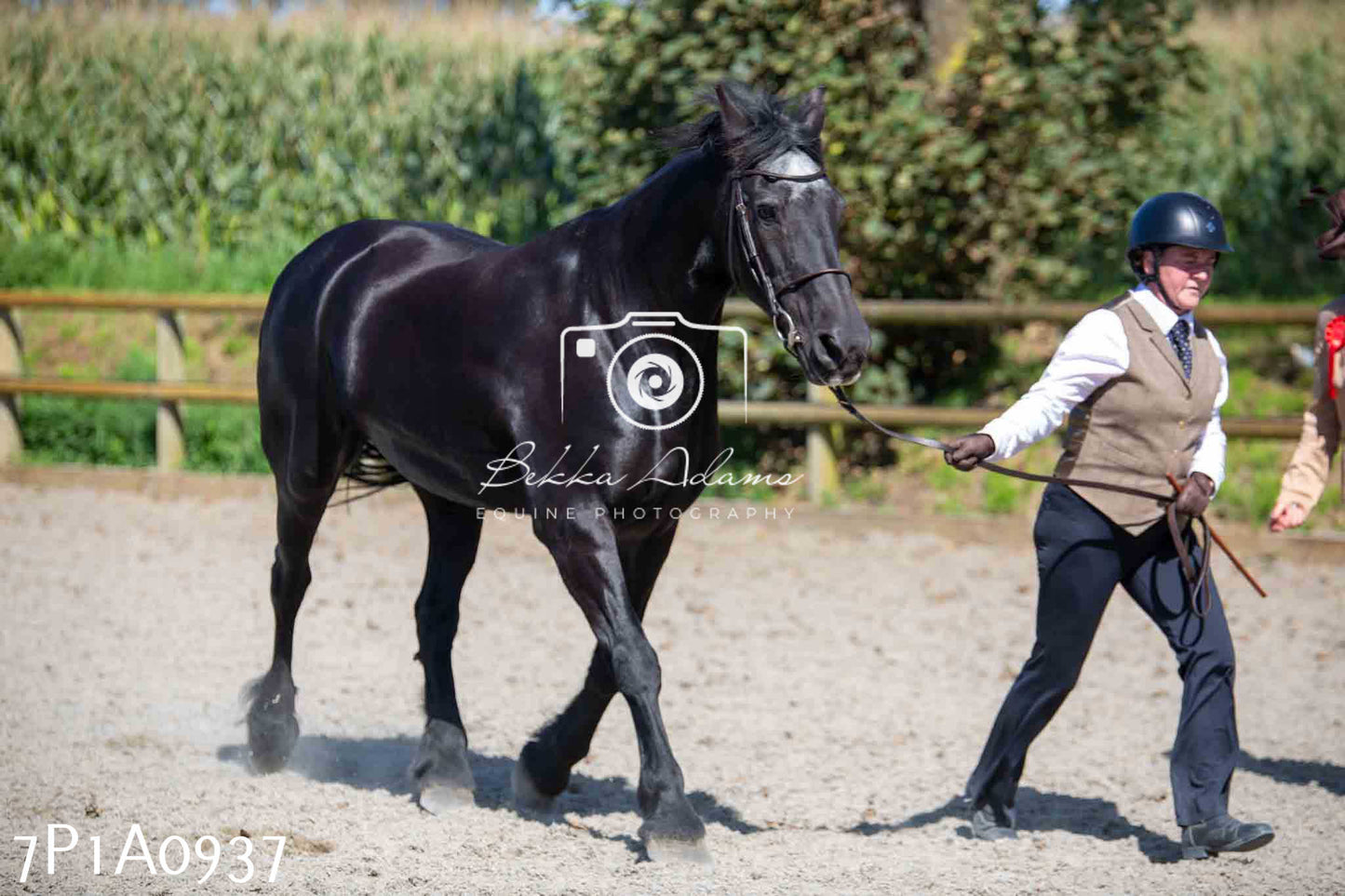 Home Farm Annual Show - Inhand Showing 19th August 2023