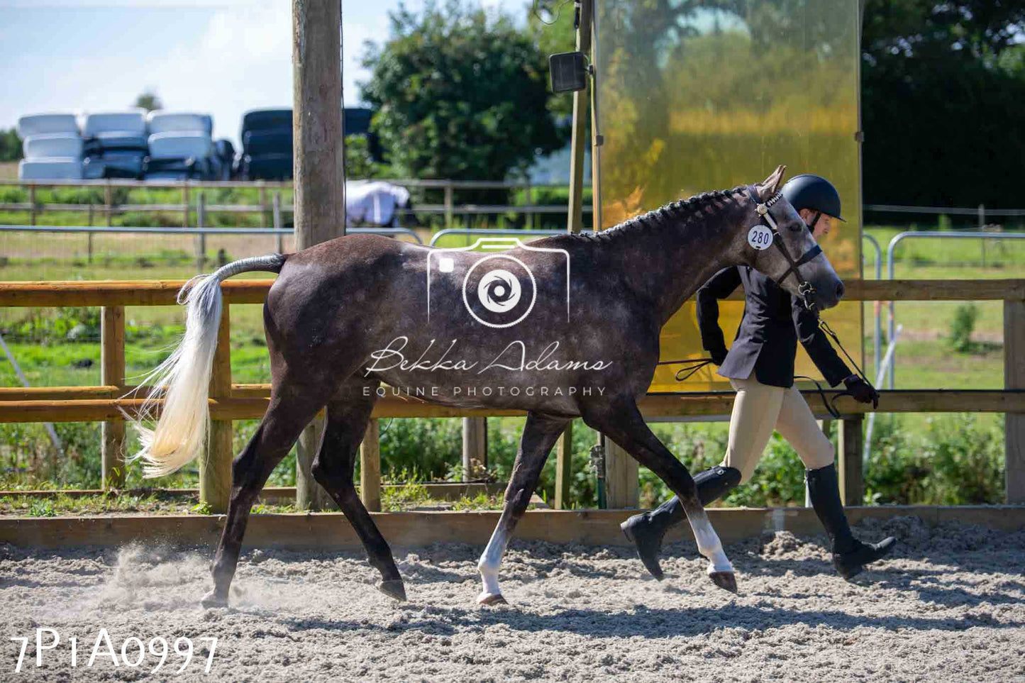 Home Farm Annual Show - Inhand Showing 19th August 2023