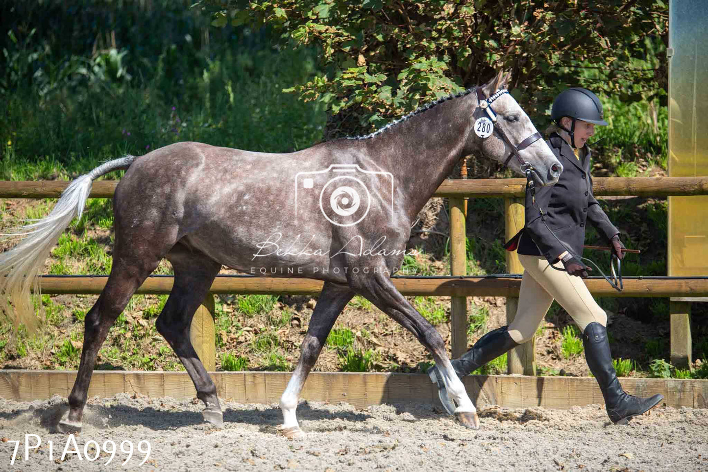 Home Farm Annual Show - Inhand Showing 19th August 2023