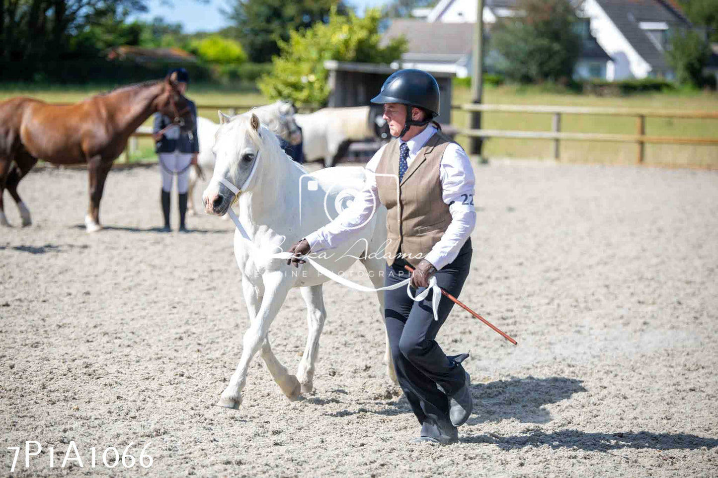 Home Farm Annual Show - Inhand Showing 19th August 2023