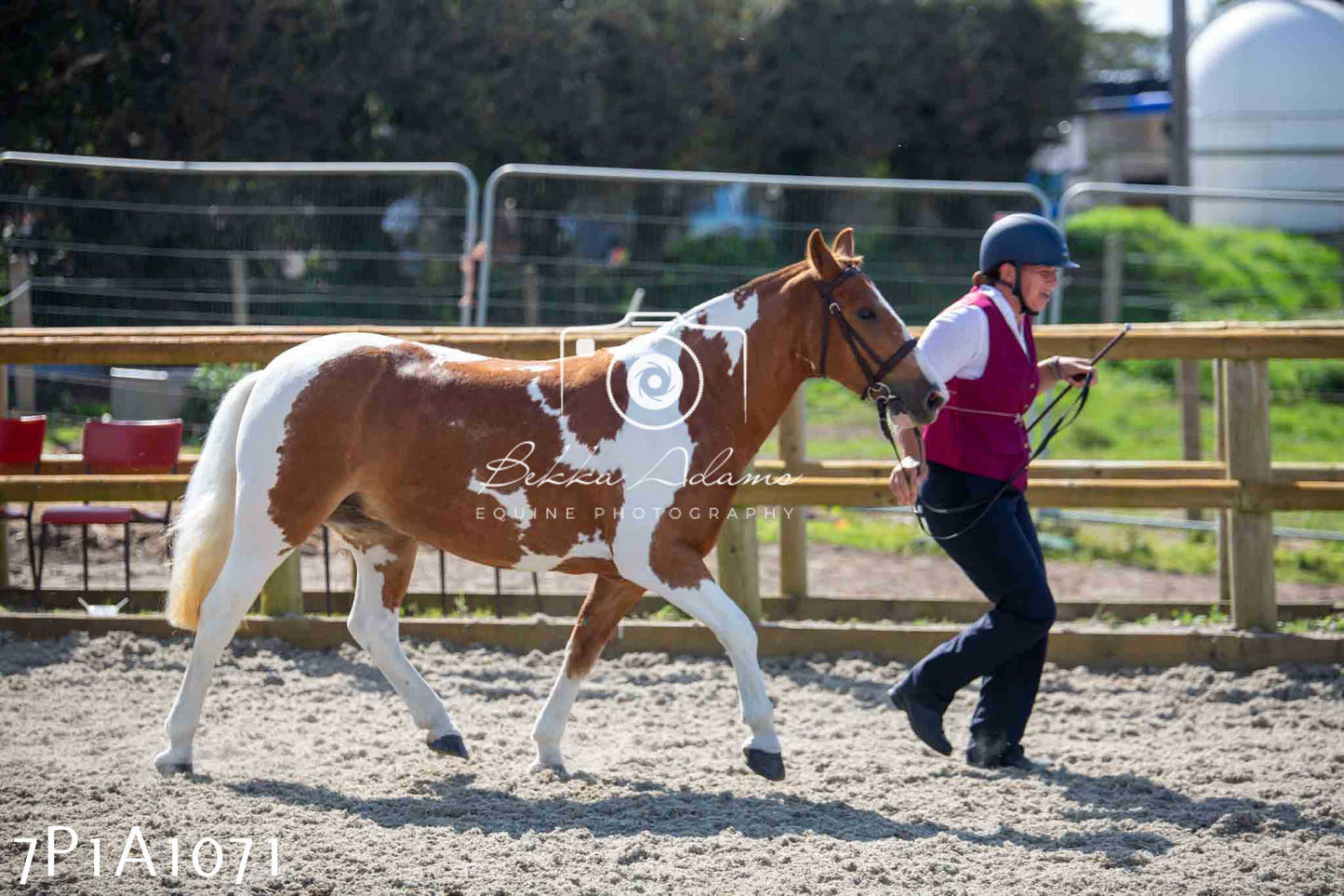 Home Farm Annual Show - Inhand Showing 19th August 2023