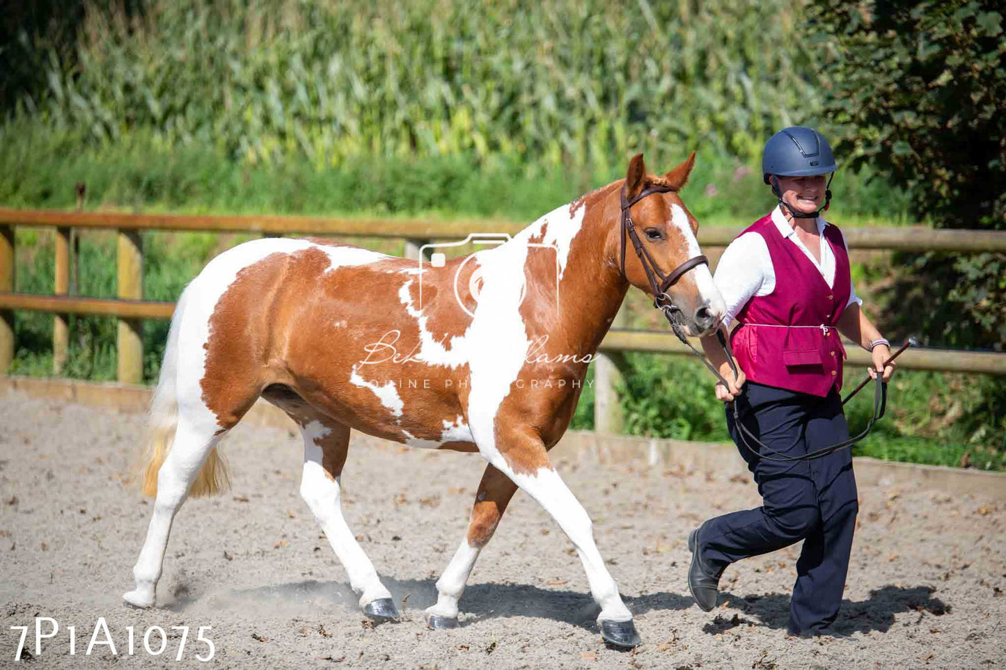 Home Farm Annual Show - Inhand Showing 19th August 2023