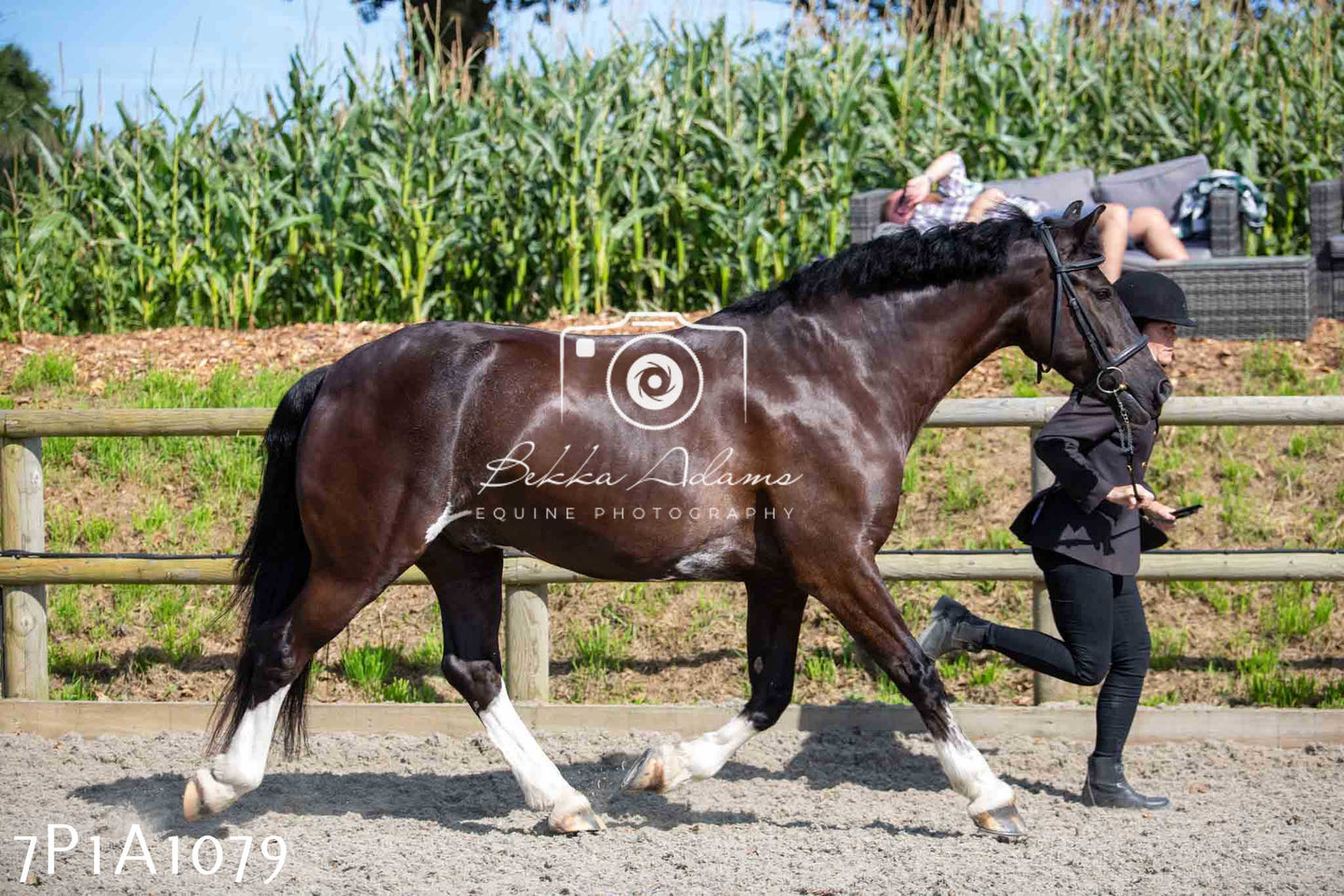 Home Farm Annual Show - Inhand Showing 19th August 2023