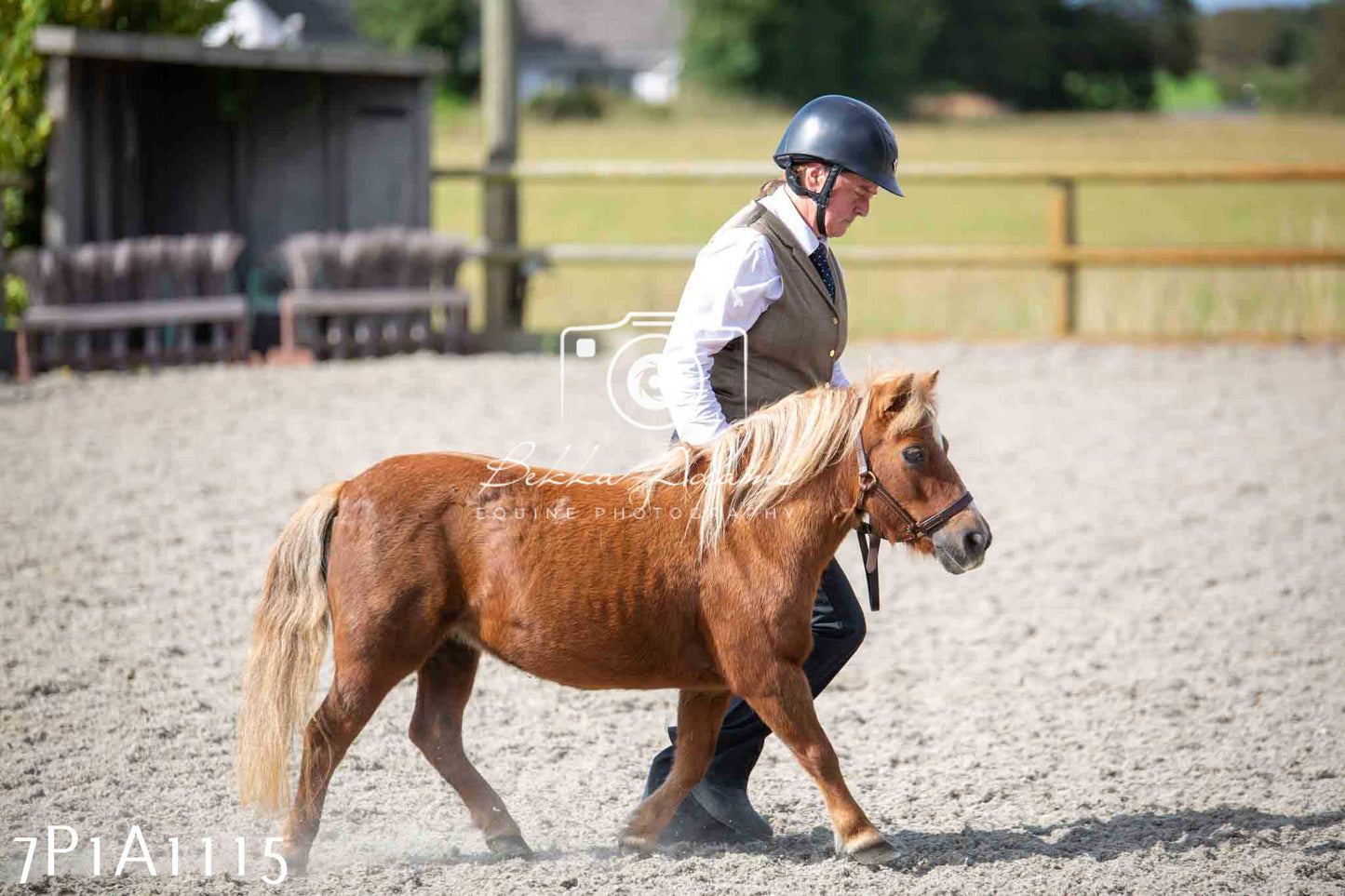 Home Farm Annual Show - Inhand Showing 19th August 2023