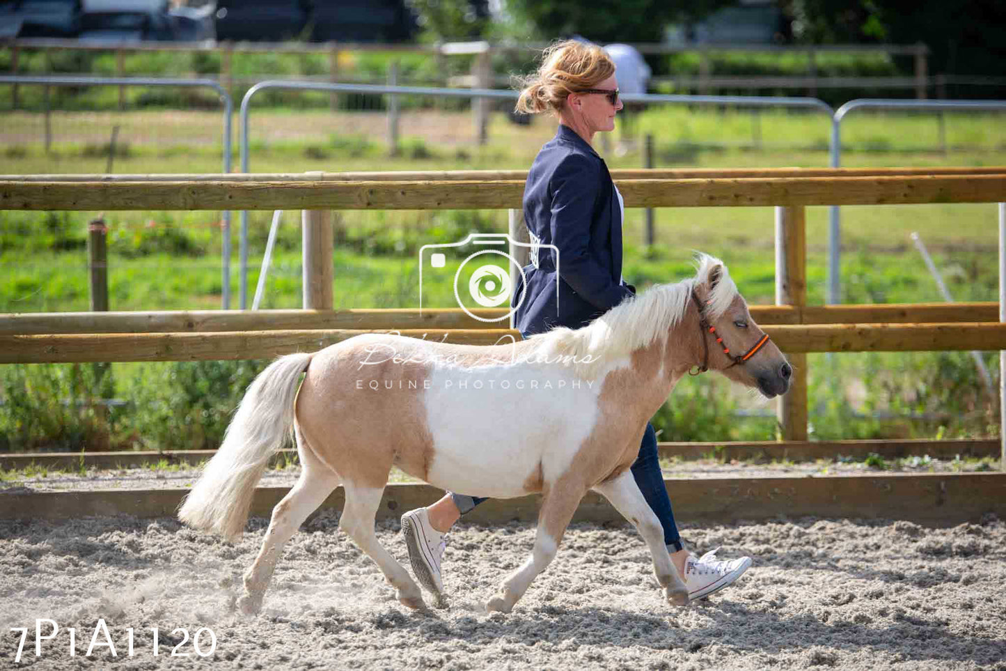 Home Farm Annual Show - Inhand Showing 19th August 2023