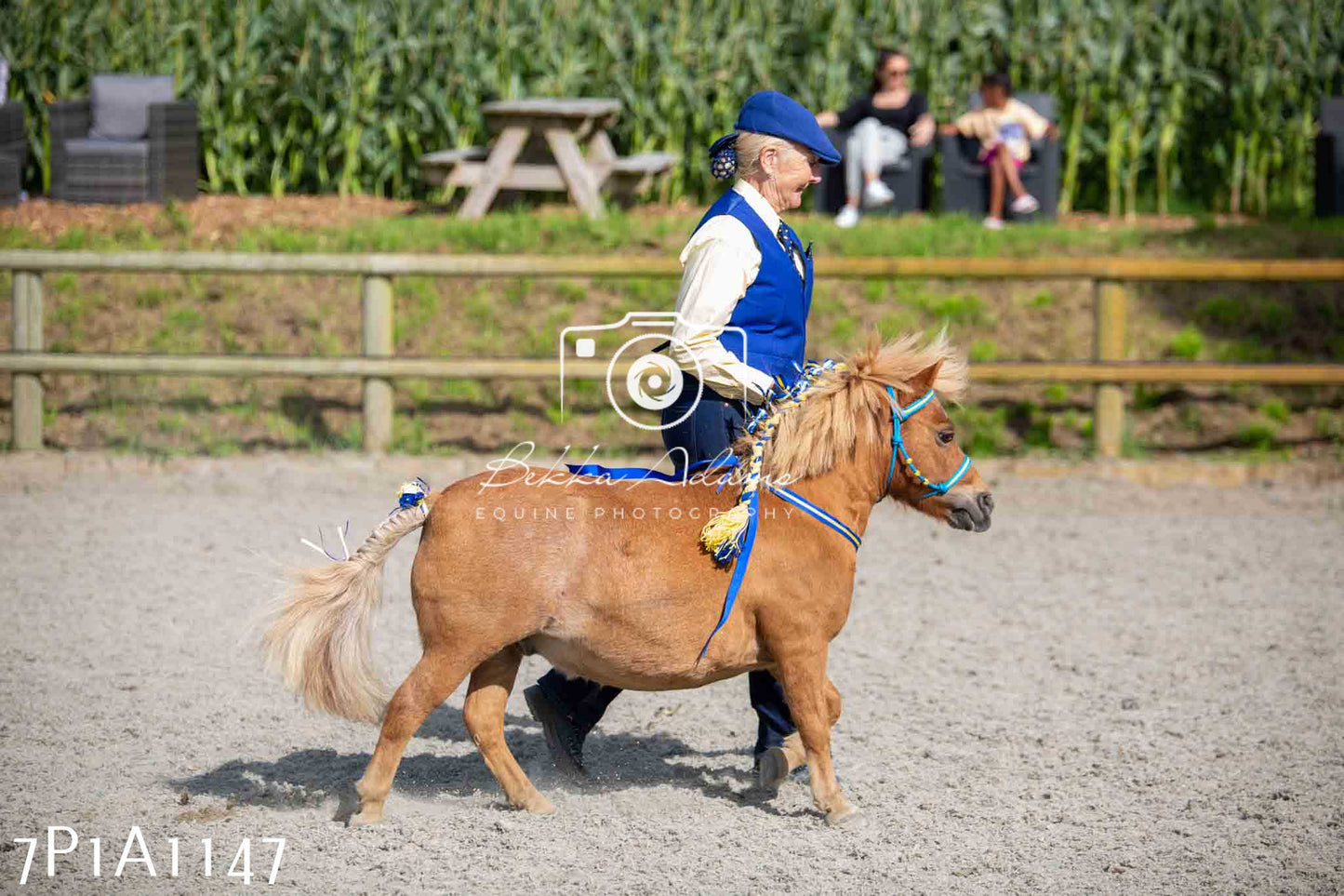 Home Farm Annual Show - Inhand Showing 19th August 2023