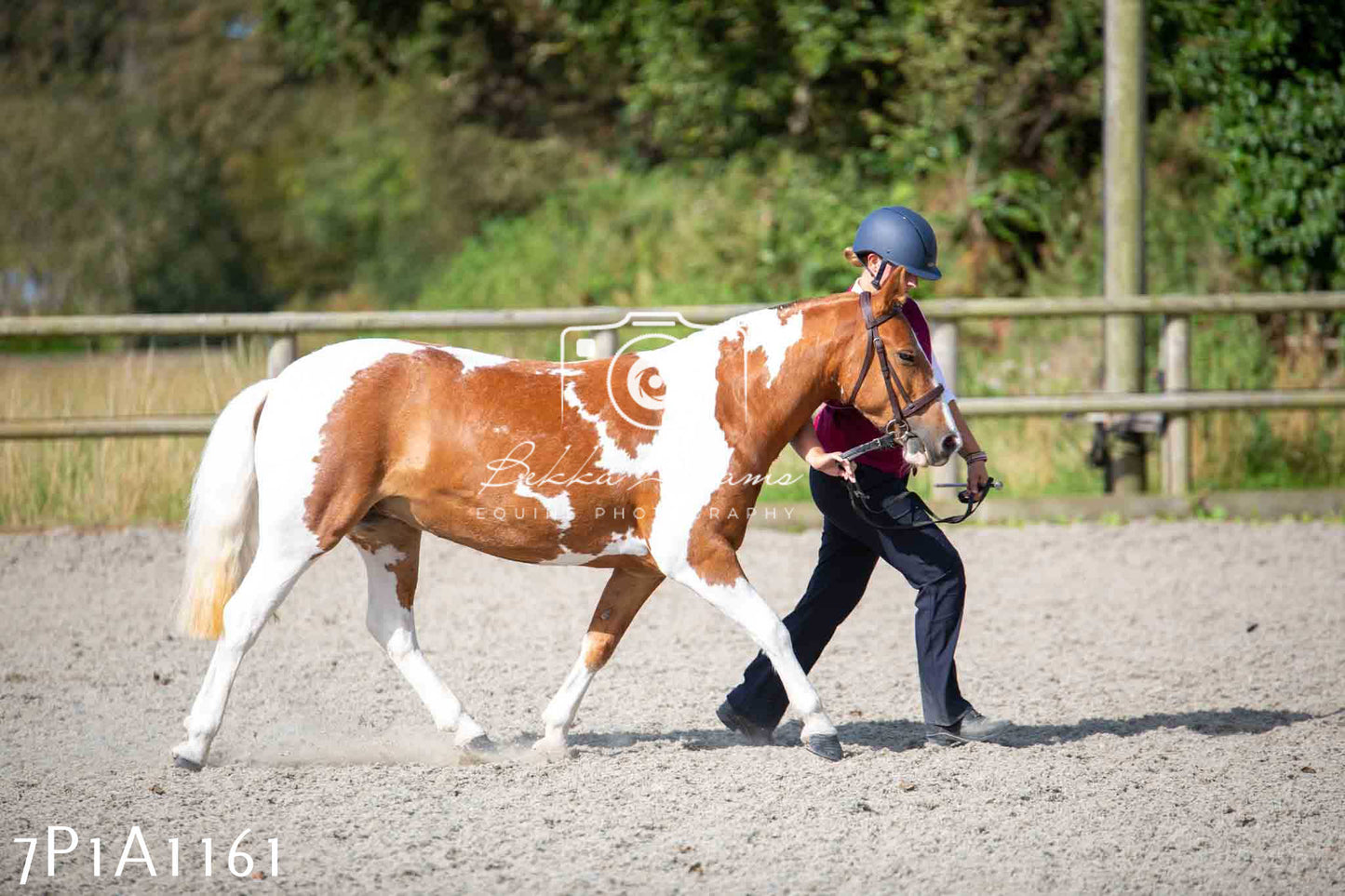 Home Farm Annual Show - Inhand Showing 19th August 2023