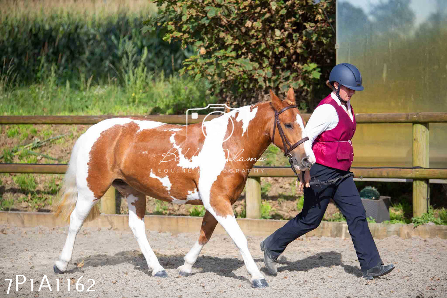 Home Farm Annual Show - Inhand Showing 19th August 2023