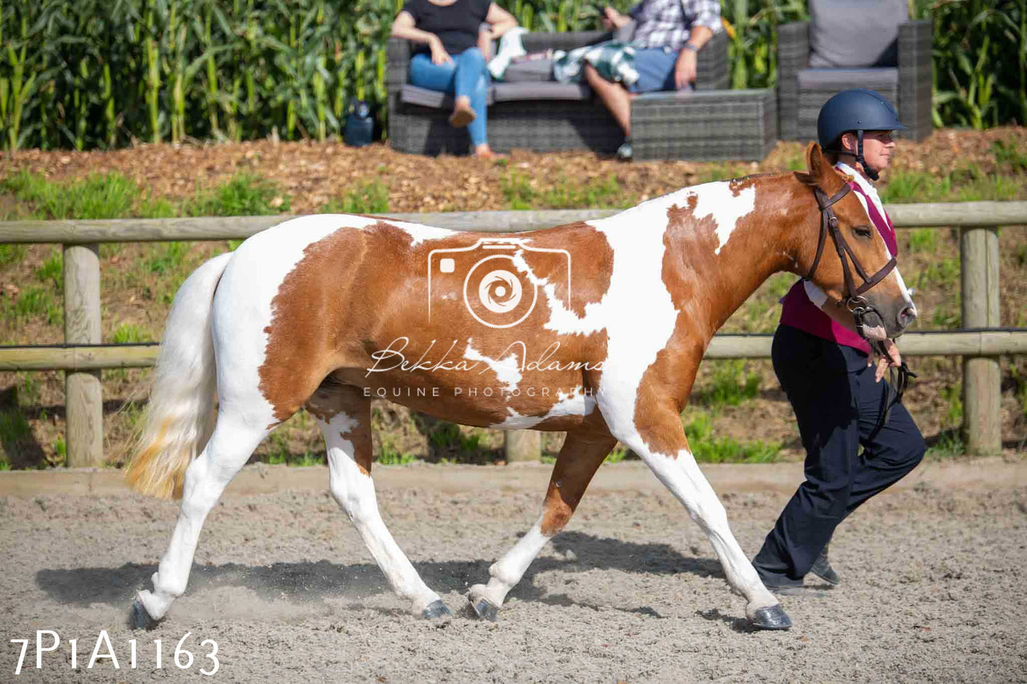 Home Farm Annual Show - Inhand Showing 19th August 2023