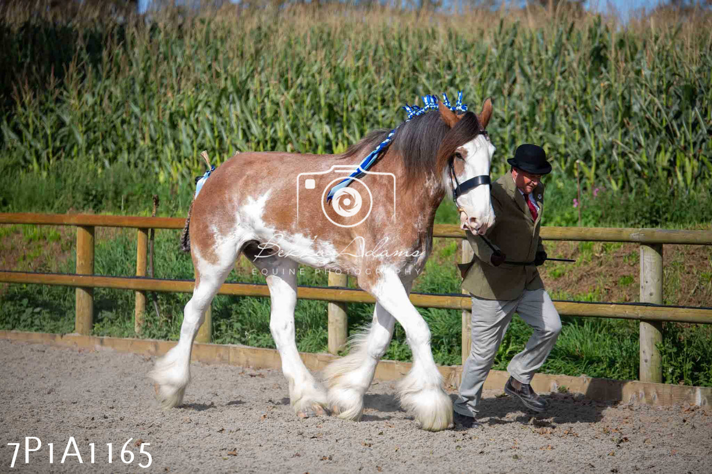 Home Farm Annual Show - Inhand Showing 19th August 2023