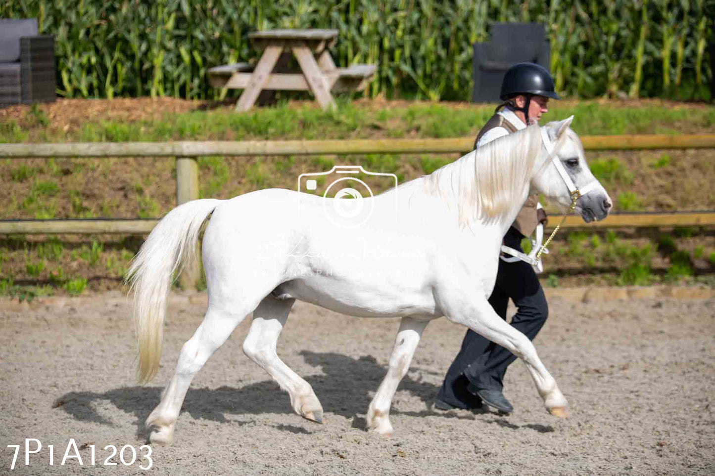 Home Farm Annual Show - Inhand Showing 19th August 2023