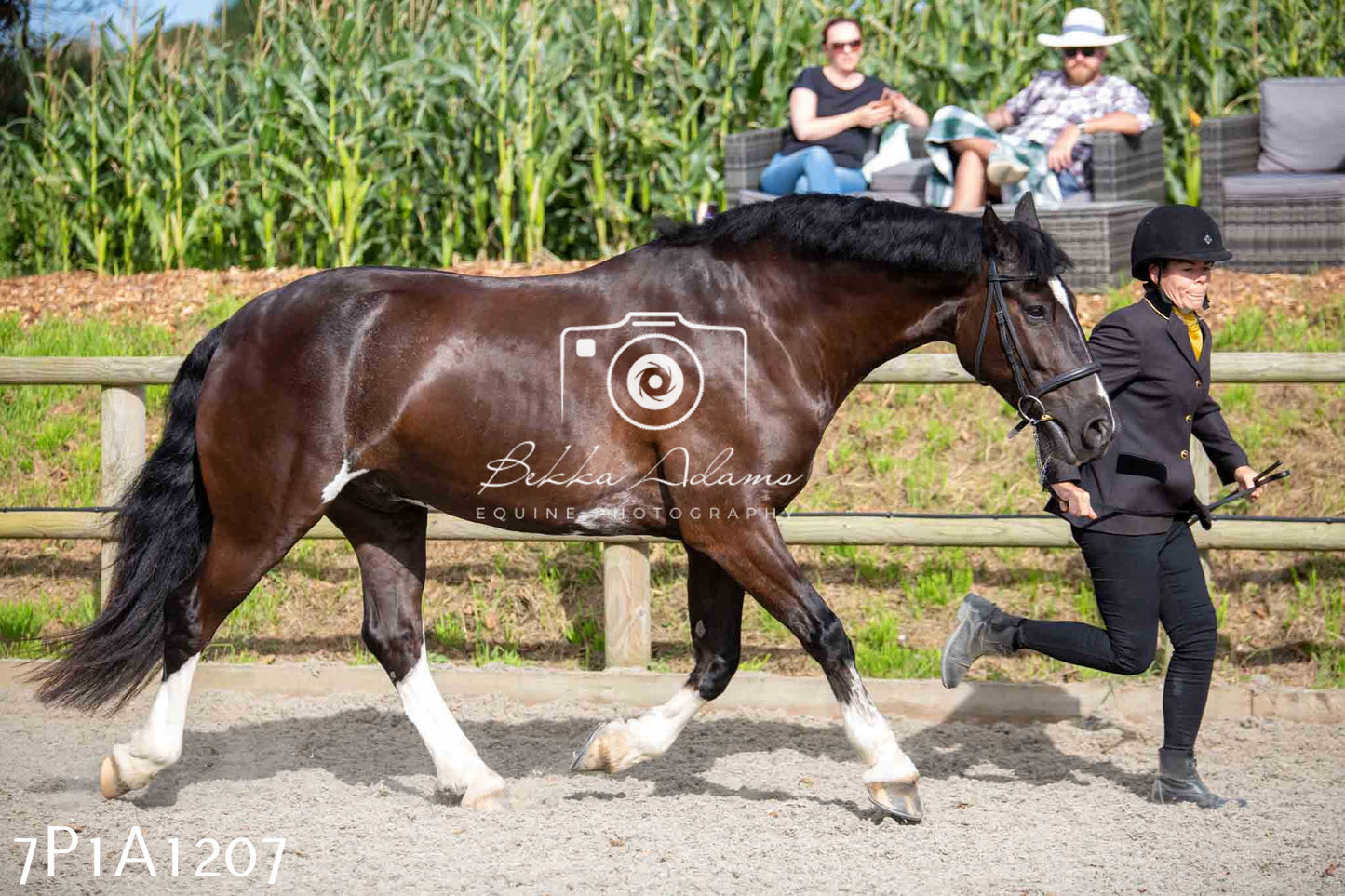 Home Farm Annual Show - Inhand Showing 19th August 2023