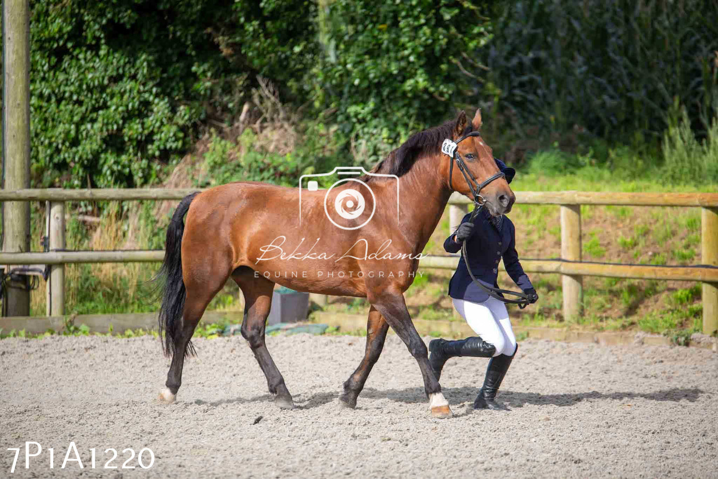 Home Farm Annual Show - Inhand Showing 19th August 2023