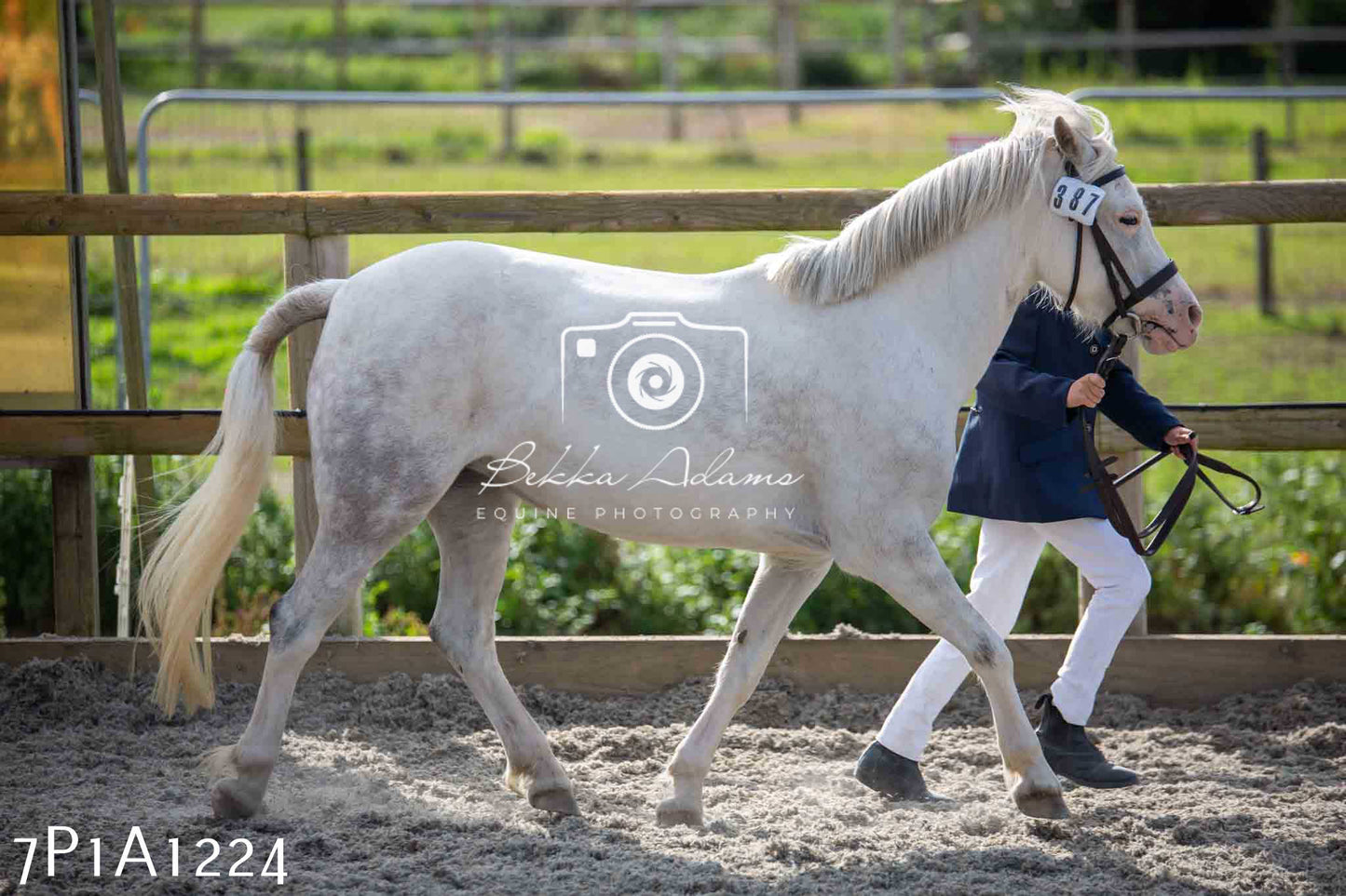 Home Farm Annual Show - Inhand Showing 19th August 2023