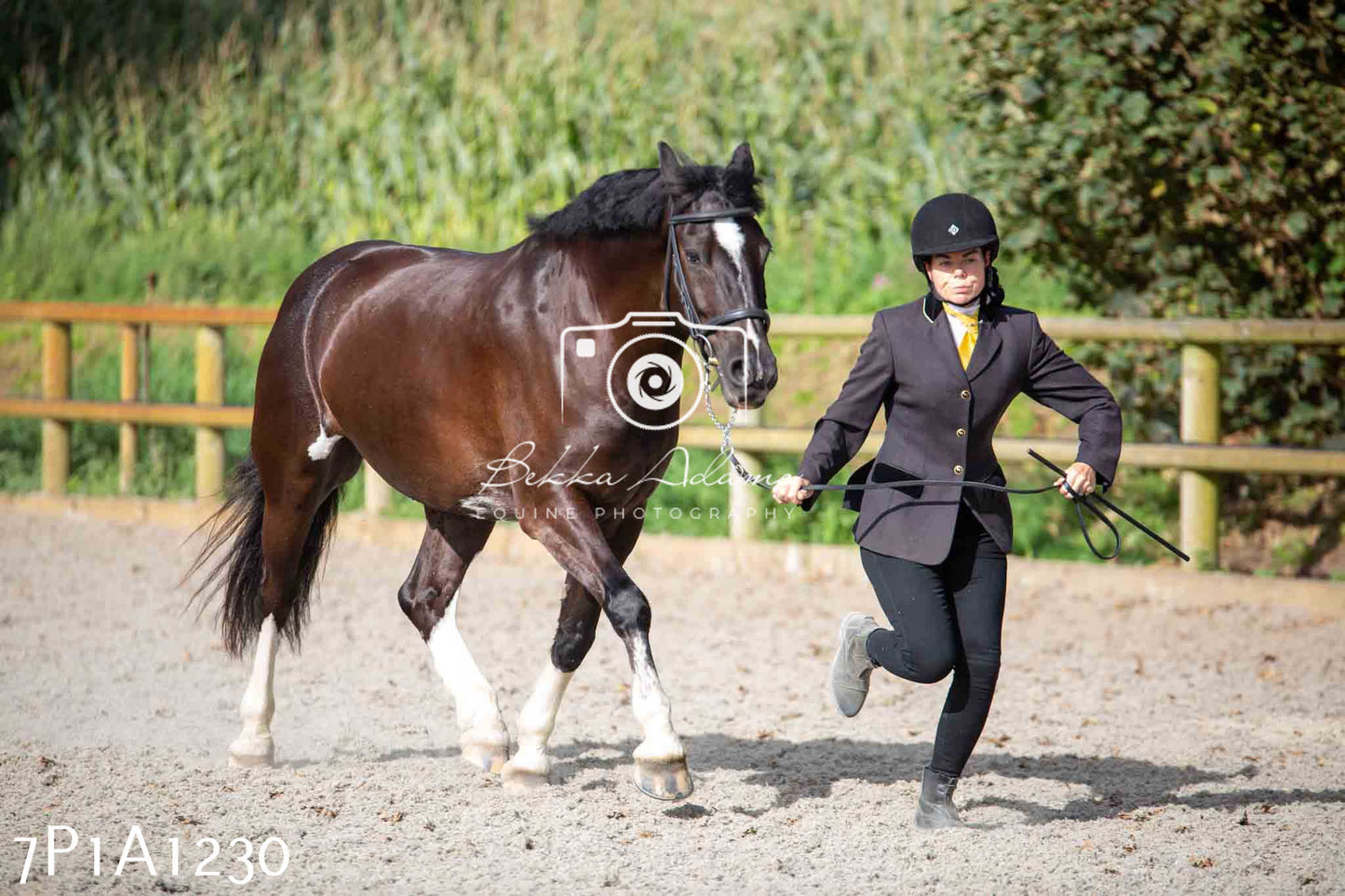 Home Farm Annual Show - Inhand Showing 19th August 2023