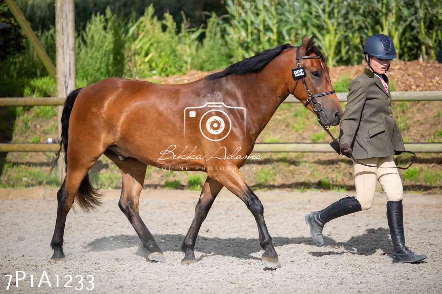 Home Farm Annual Show - Inhand Showing 19th August 2023