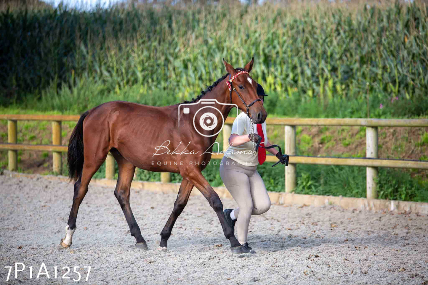 Home Farm Annual Show - Inhand Showing 19th August 2023