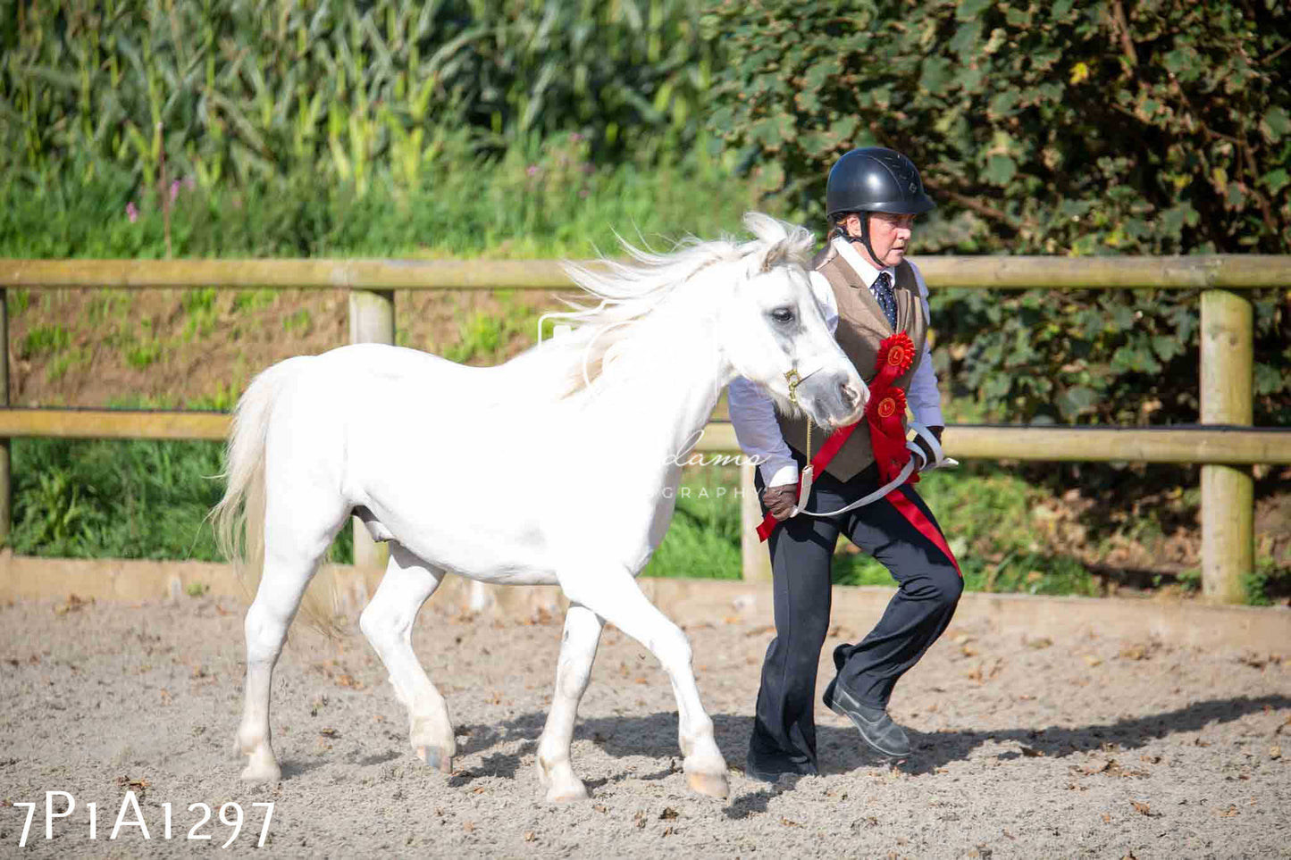 Home Farm Annual Show - Inhand Showing 19th August 2023