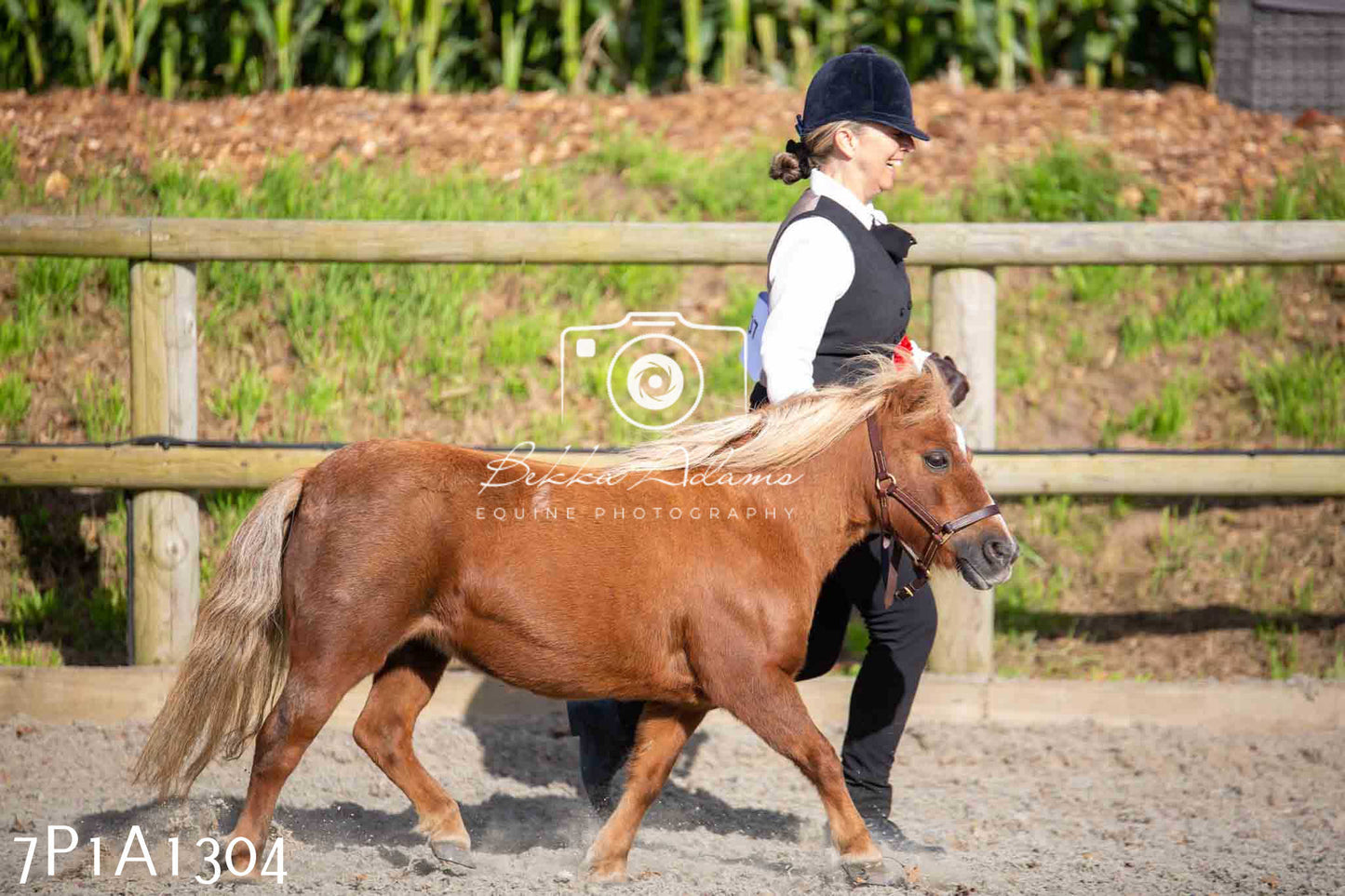 Home Farm Annual Show - Inhand Showing 19th August 2023