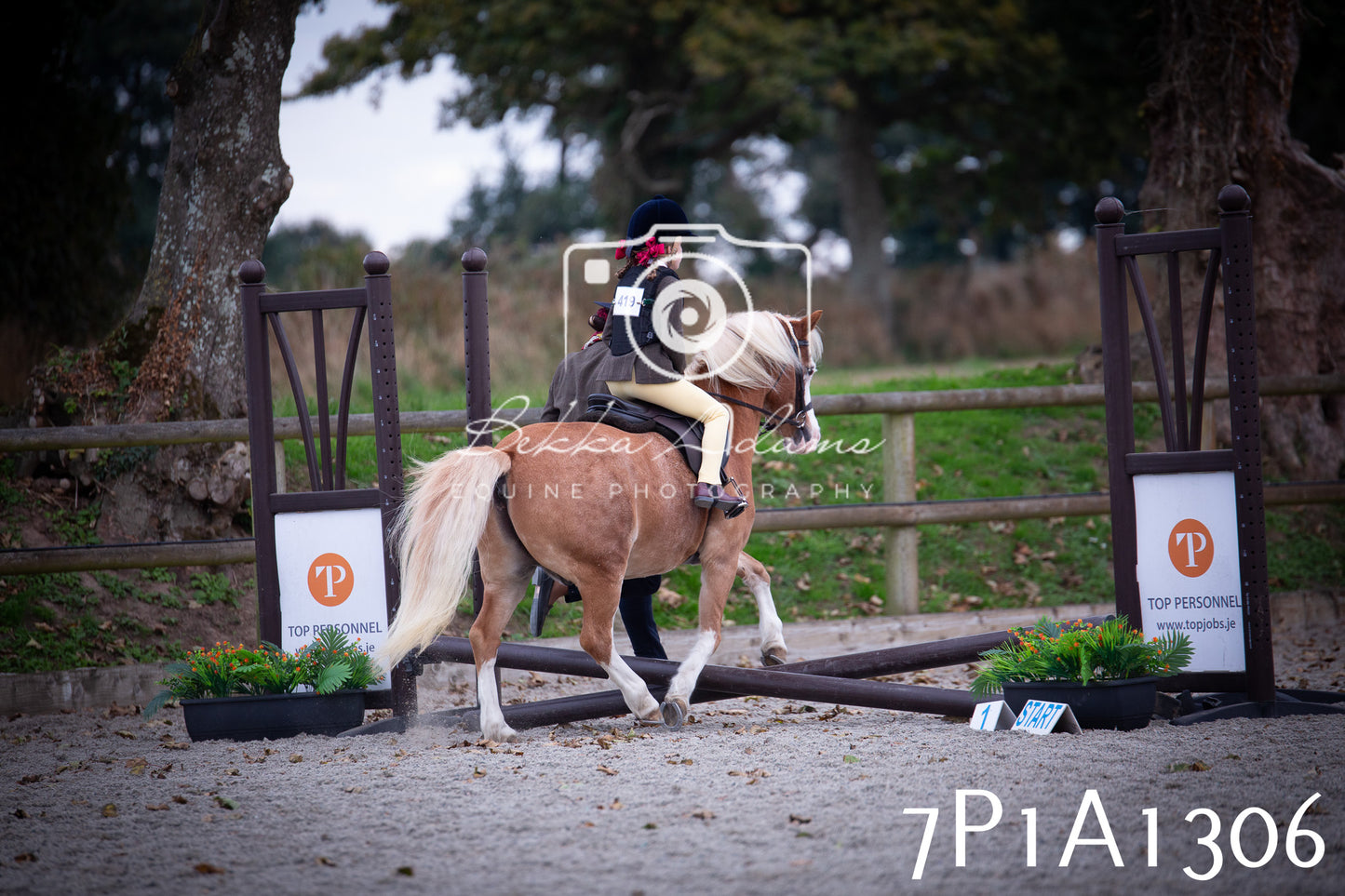 JHOYS 2025 - Showing - 27th September - Working Hunter