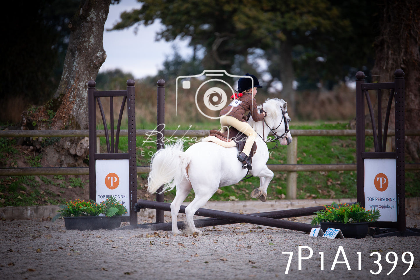 JHOYS 2025 - Showing - 27th September - Working Hunter