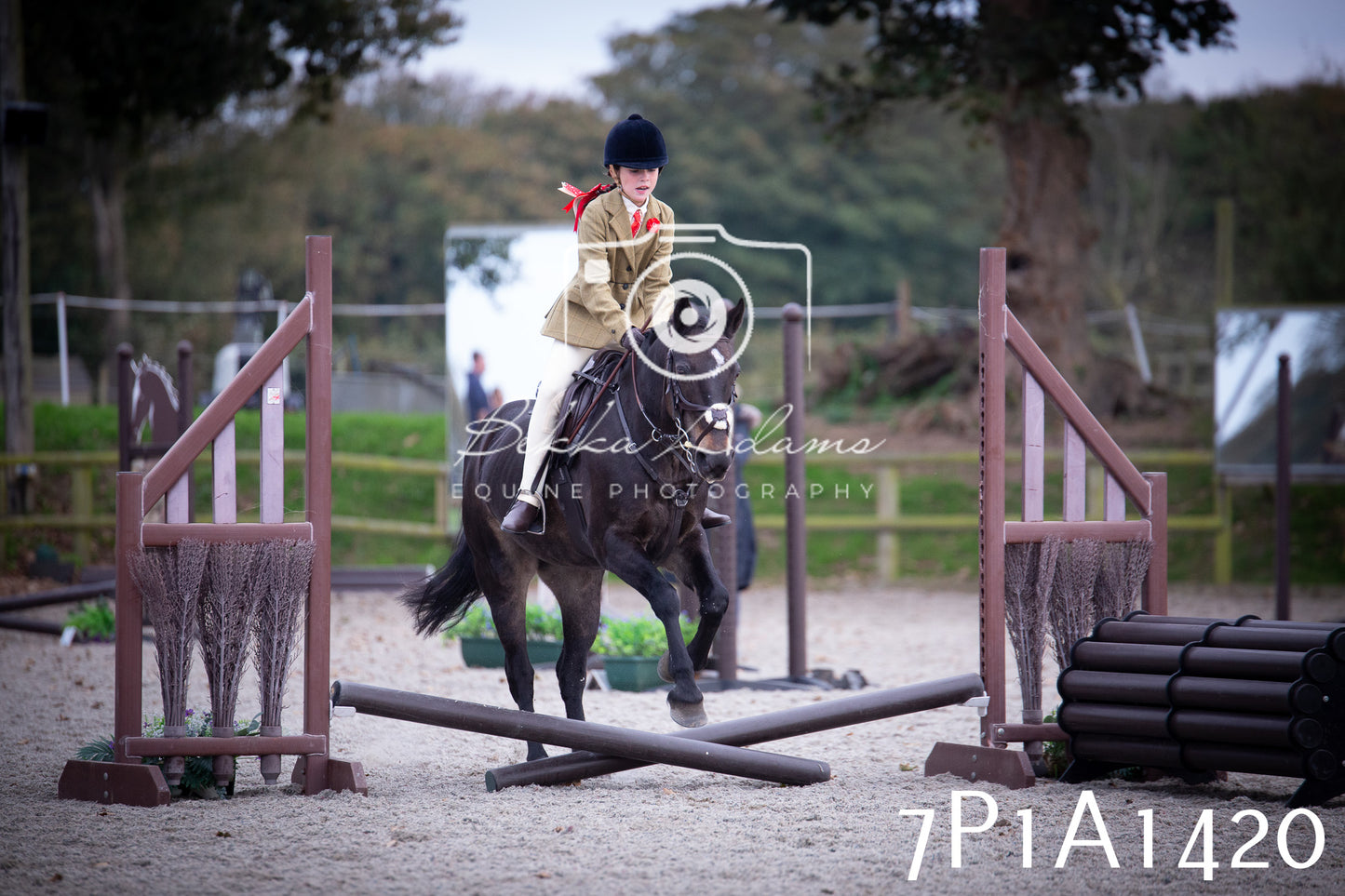 JHOYS 2025 - Showing - 27th September - Working Hunter