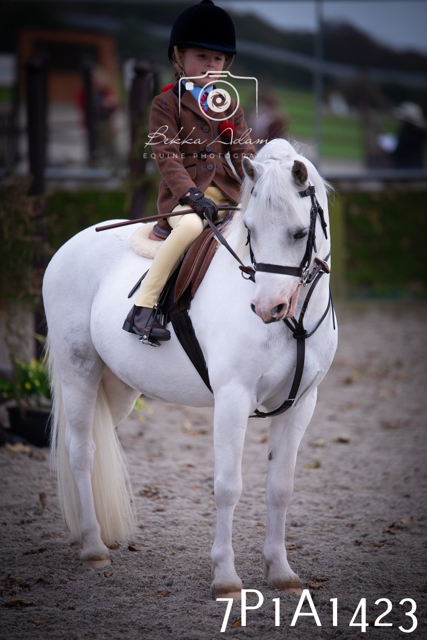 JHOYS 2025 - Showing - 27th September - Working Hunter